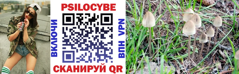 Купить где  Александровское  Галлюциногенные грибы Magic Shrooms 